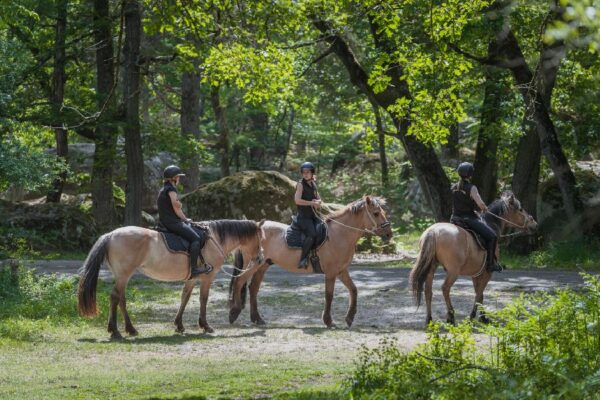 Week-end Yoga et Cheval en forêt de Fontainebleau (Seine-et-Marne ; 2j) – Image 2