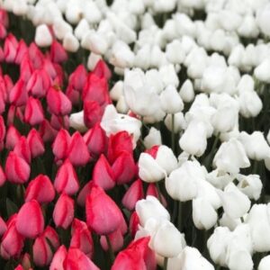 Mes sacrés organes sexuels ! (tantra mixte ; 4j ; Jura)